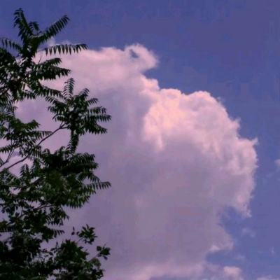 宠物小精灵up公益服下载